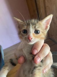 erstes Kitten II